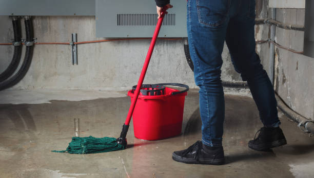 Best Basement water damage restoration  in Carrollwood, FL