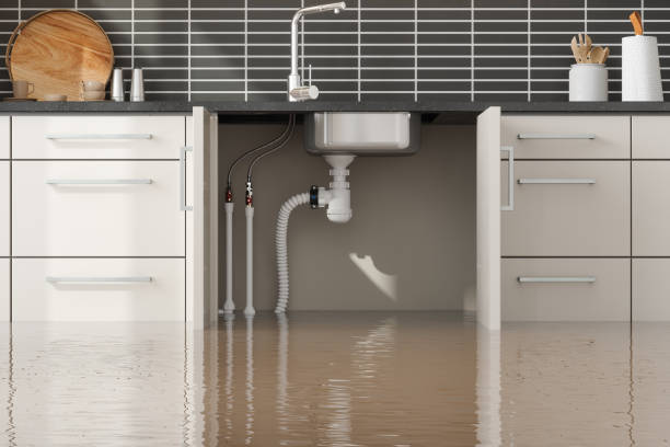 Best Water damage contractors near me  in Carrollwood, FL