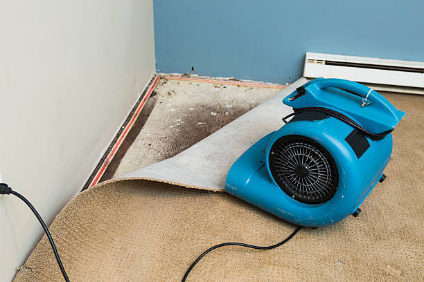 Best Water damage restoration cost  in Carrollwood, FL